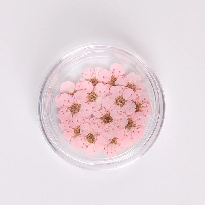 fleurs séchées multicolores naturelles décoration maison nail art DIY anniversaire simples opaques variées mixtes