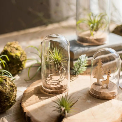 Vase cloche en verre transparent avec base en bois sur table