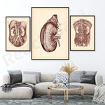 Cette collection d'images anatomiques en sépia présente une vue détaillée des organes internes du corps humain, offrant une perspective fascinante sur la complexité du corps.