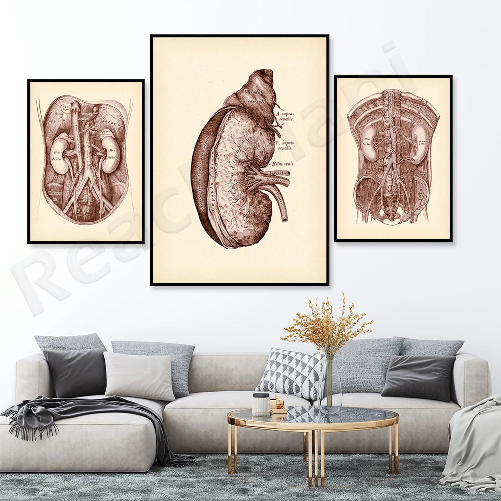 Cette collection d'images anatomiques en sépia présente une vue détaillée des organes internes du corps humain, offrant une perspective fascinante sur la complexité du corps.