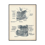 Représentation anatomique détaillée d'une mâchoire avec différentes parties étiquetées, fournissant des informations utiles pour l'éducation médicale ou dentaire.
