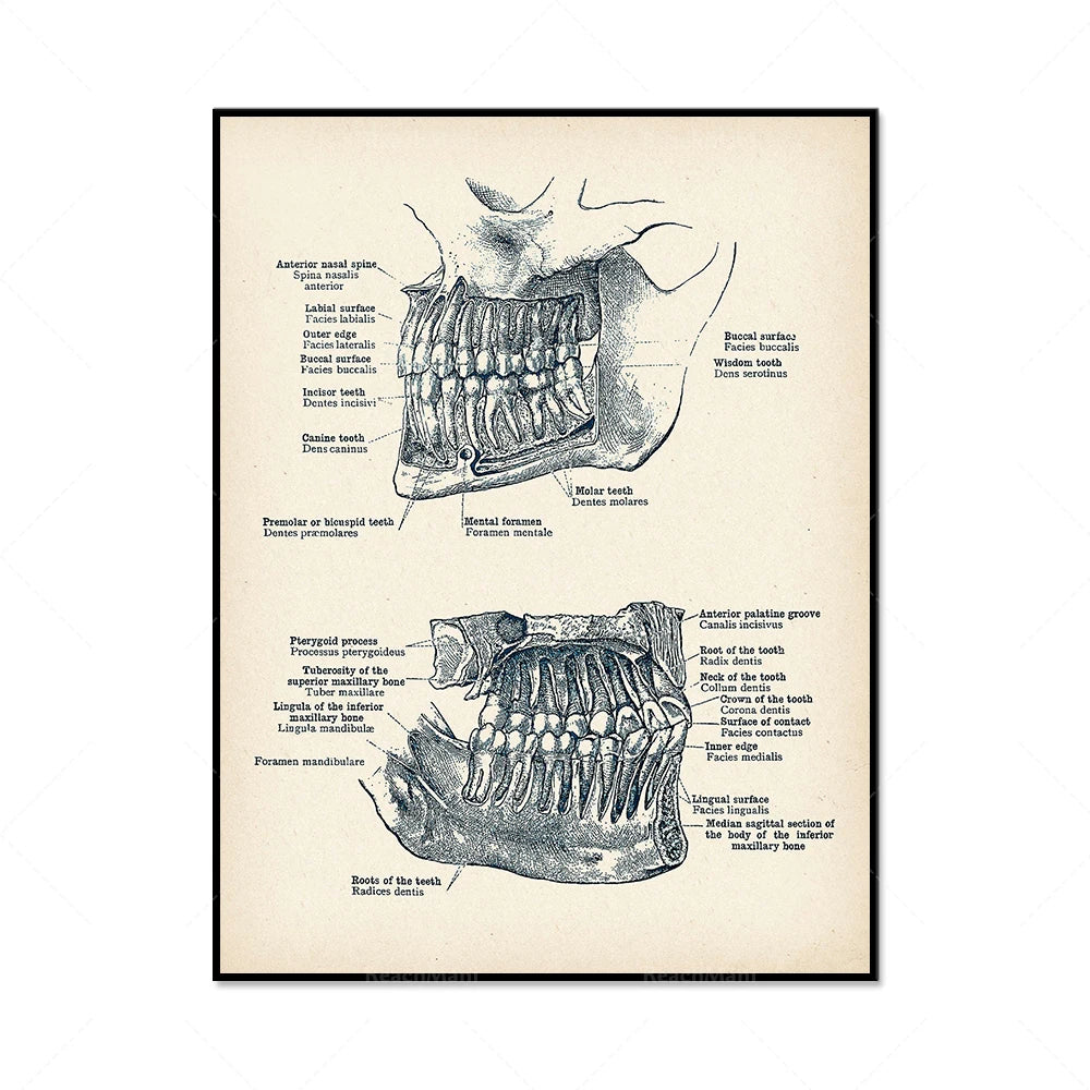 Représentation anatomique détaillée d'une mâchoire avec différentes parties étiquetées, fournissant des informations utiles pour l'éducation médicale ou dentaire.