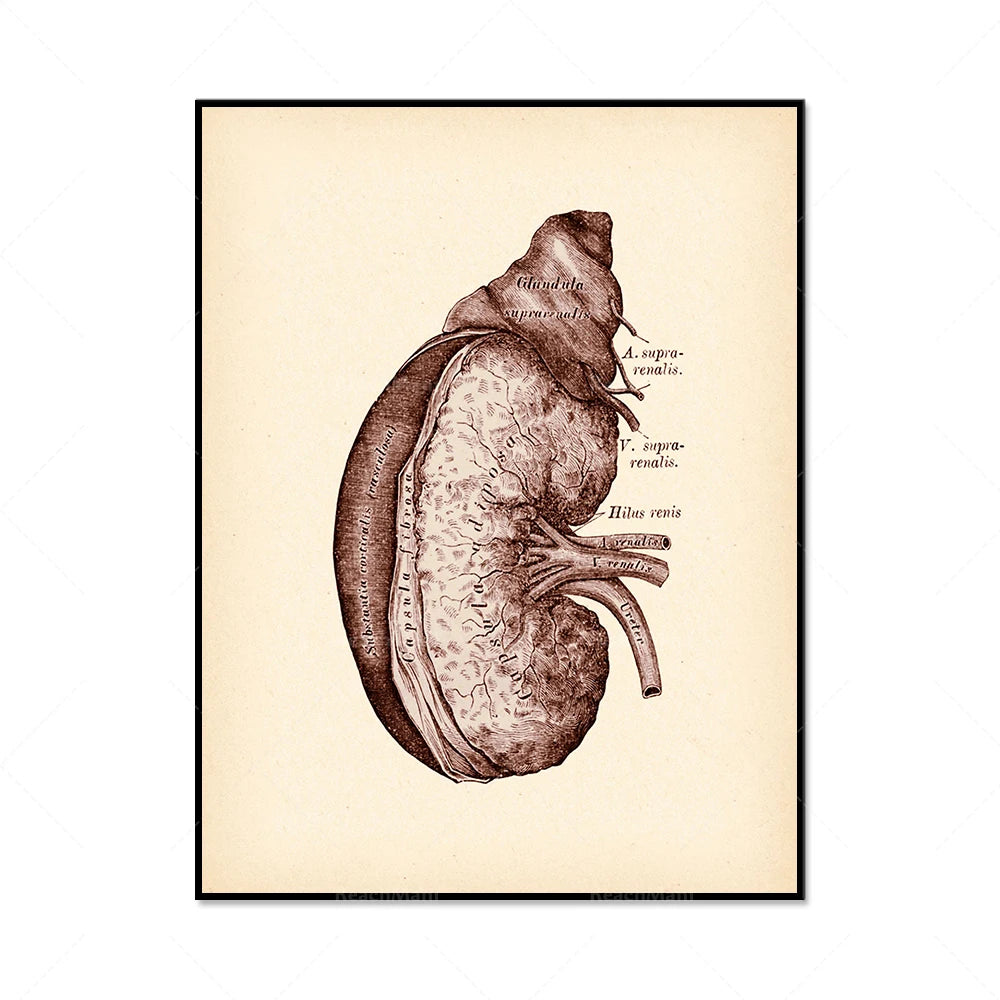 Il s'agit d'une illustration anatomique détaillée d'un rein avec des annotations en latin.