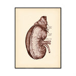 Il s'agit d'une illustration anatomique détaillée d'un rein avec des annotations en latin.