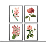 Ensemble de quatre illustrations botaniques colorées montrant des fleurs roses épanouies.