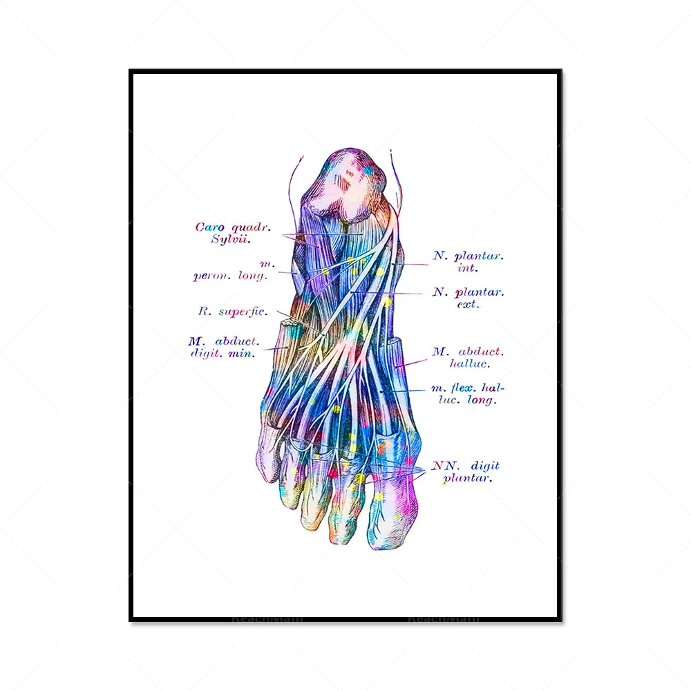 Cette image montre des nerfs et des muscles colorés d'un pied humain, avec des annotations anatomiques en latin. L'image est d'un style artistique et semble être une illustration scientifique détaillée de l'anatomie du pied.
