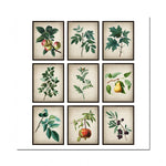 Superbe collection de planches botaniques vintage représentant diverses espèces végétales avec leurs feuilles et fruits, offrant une magnifique décoration murale à la fois élégante et éducative.