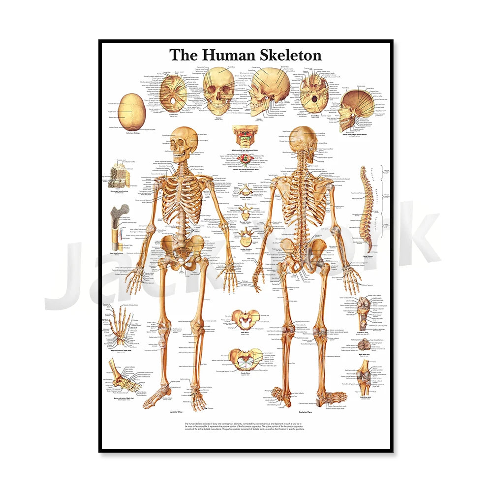 Cette affiche anatomique détaillée montre le squelette humain, illustrant tous les os et articulations du corps avec des légendes explicatives.