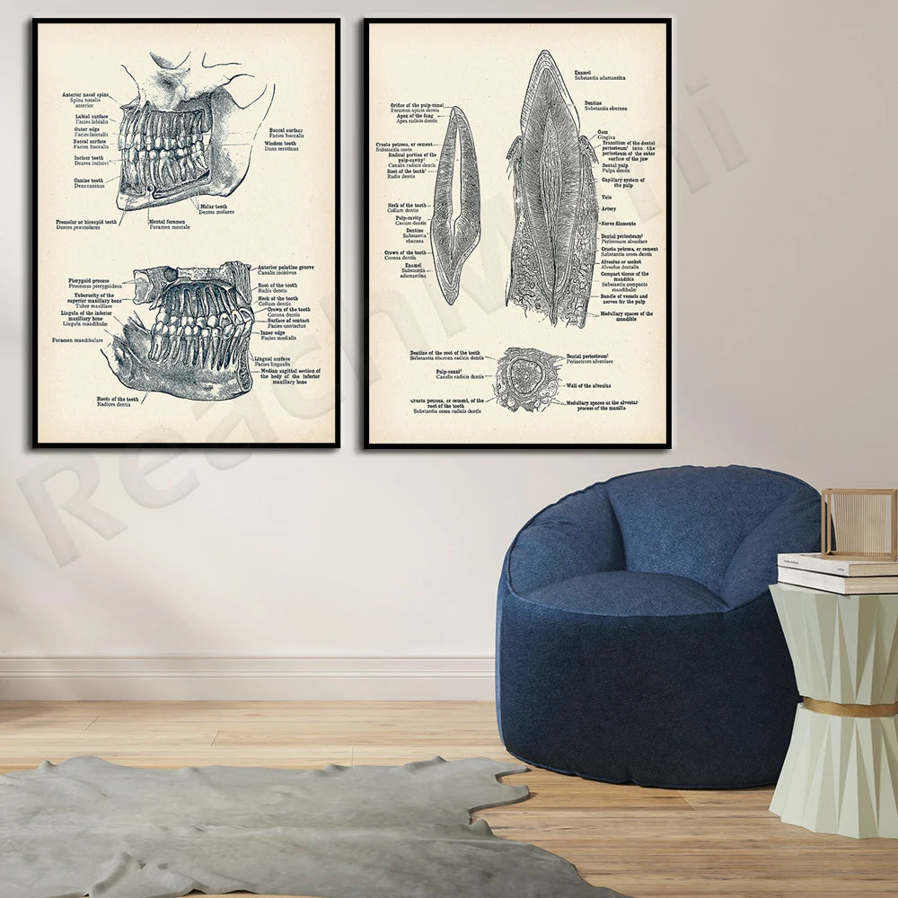 Deux images didactiques en noir et blanc montrant différentes parties anatomiques de dents et d'autres éléments liés à la structure buccale. Un fauteuil bleu confortable et des livres sont présents dans un décor élégant.