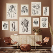 tableau anatomique vintage impression toile décoration médicale cœur cerveau organes humains noir blanc