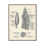 Image anatomique détaillée d'une dent, montrant les différentes parties et structures internes, avec des étiquettes explicatives.