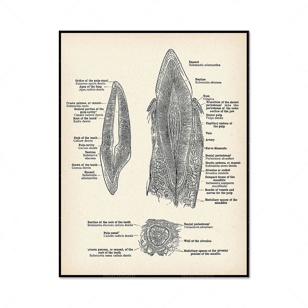 Image anatomique détaillée d'une dent, montrant les différentes parties et structures internes, avec des étiquettes explicatives.