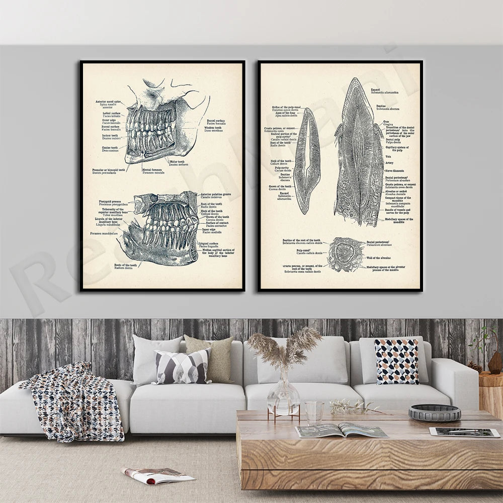 Deux affiches anatomiques représentant en détail la structure des dents et des caractéristiques buccales, constituant un outil éducatif utile pour les professionnels de la santé et les passionnés d'anatomie.