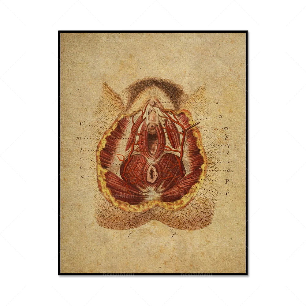 Une illustration anatomique vintage d'un organe interne détaillé sur un fond patiné.