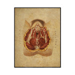 Une illustration anatomique vintage d'un organe interne détaillé sur un fond patiné.