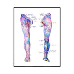 L'illustration anatomique détaillée présente les membres inférieurs avec des détails colorés et des annotations.