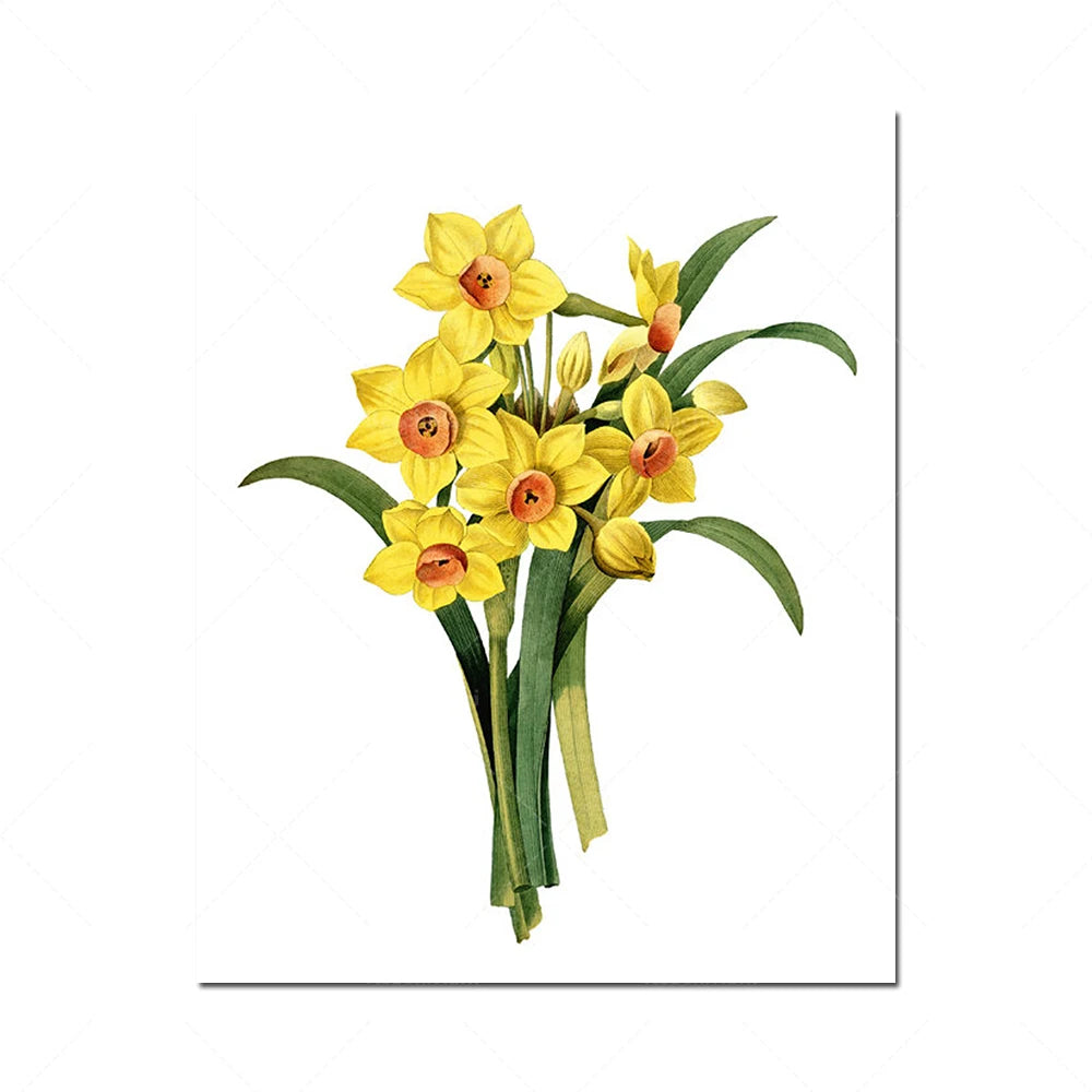 Magnifique bouquet de jonquilles jaunes épanouies sur fond blanc.