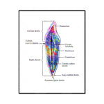 Cette illustration anatomique détaillée montre la structure interne d'une dent, avec des étiquettes explicatives des différentes parties telles que l'émail, la pulpe, le cément et les canaux radiculaires.