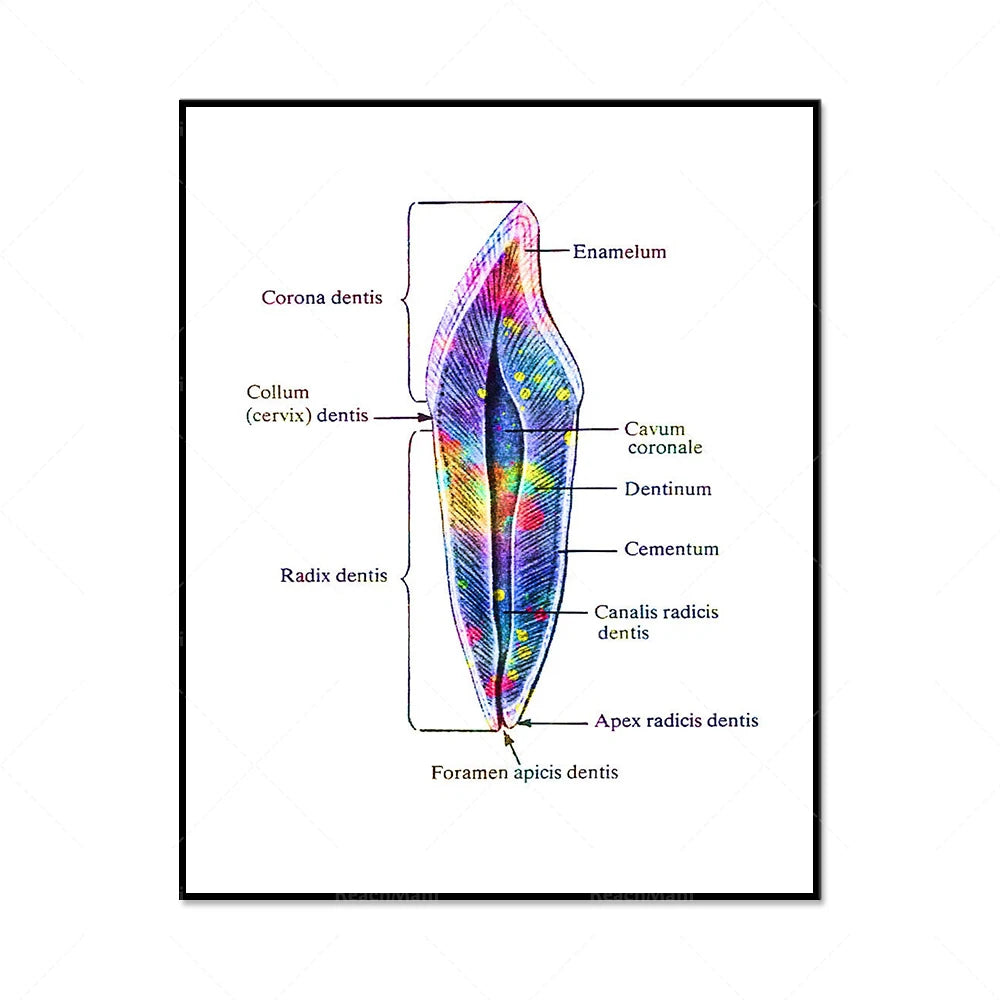 Cette illustration anatomique détaillée montre la structure interne d'une dent, avec des étiquettes explicatives des différentes parties telles que l'émail, la pulpe, le cément et les canaux radiculaires.