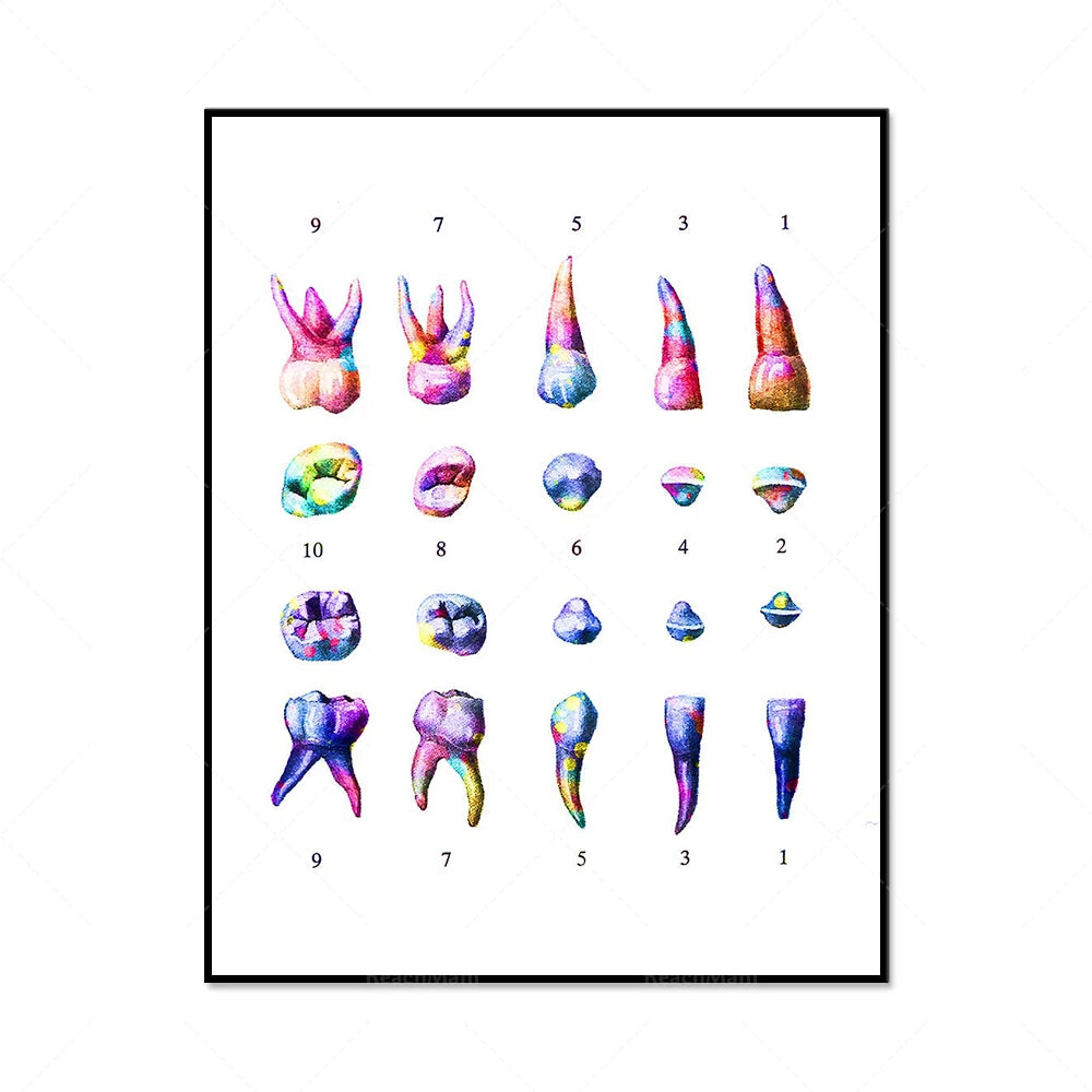 Affiche anatomique colorée de dents et de racines.