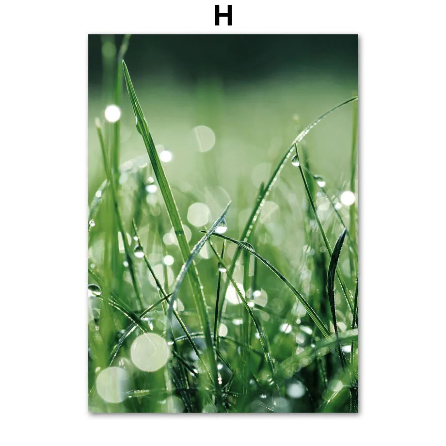 Une pelouse verte avec des gouttes de rosée brillantes sur les brins d'herbe.