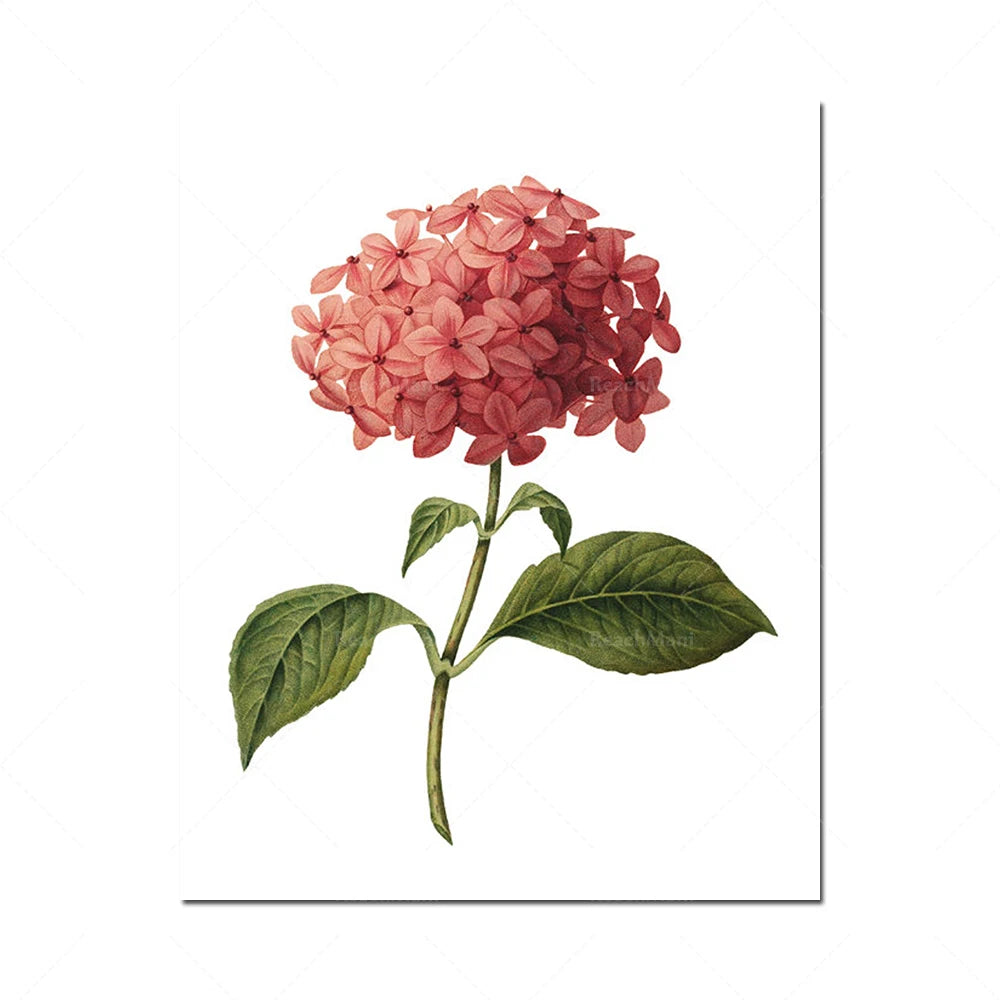 Cette image présente une fleur d'hortensia aux pétales rouges vibrants, avec de belles feuilles vertes, sur une tige fine.