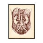 Cette image montre une illustration anatomique détaillée des organes internes, avec des annotations en latin pour identifier les différentes structures.