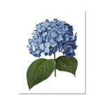 Une magnifique fleur d'hortensia bleu aux grandes feuilles vertes.