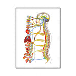 Cette illustration colorée montre un diagramme anatomique détaillé du corps humain, mettant en évidence les organes internes et le système nerveux.