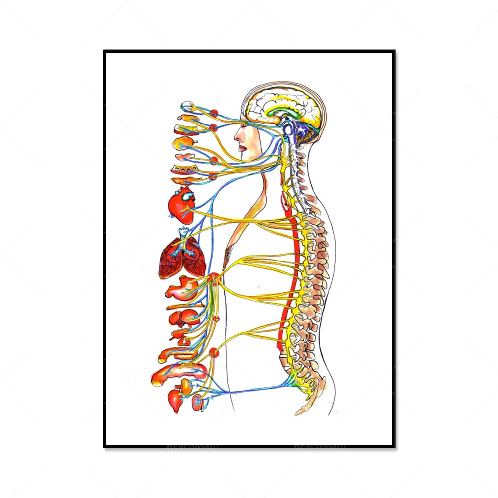 Cette illustration colorée montre un diagramme anatomique détaillé du corps humain, mettant en évidence les organes internes et le système nerveux.