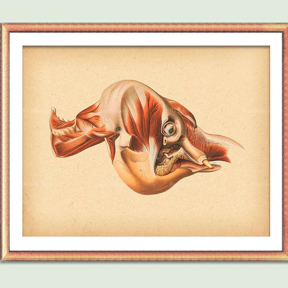 Une illustration anatomique détaillée d'un poisson aux couleurs vives et aux structures internes fascinantes.