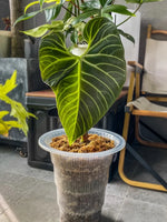 pot transparent moderne air pruning racines orchidées décoration maison fleur plante verte sans fini