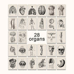 Détail du tableau anatomie musculaire et squelettique style vintage