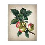 Gros plan d'un branche de pommier avec des pommes vertes et rouges sur fond beige.