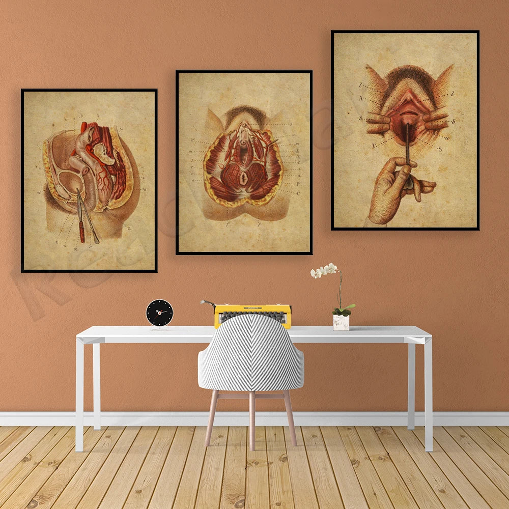 Trois affiches médicales montrant des coupes transversales du corps humain accrochées sur un mur de couleur saumon, avec une table blanche et une chaise dans le coin de la pièce.