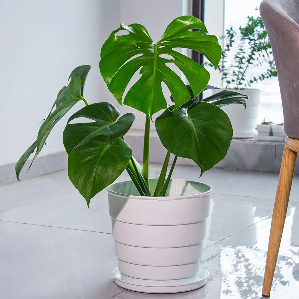 Cache-pot plastique multicolore pour orchidées