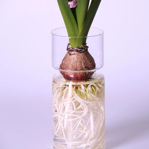 vase verre transparent moderne jacinthe plante feuilles racines eauintérieur table