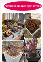 Pots succulentes blancs moderne rainures verticales drainage aération 10cm 12cm 15cm