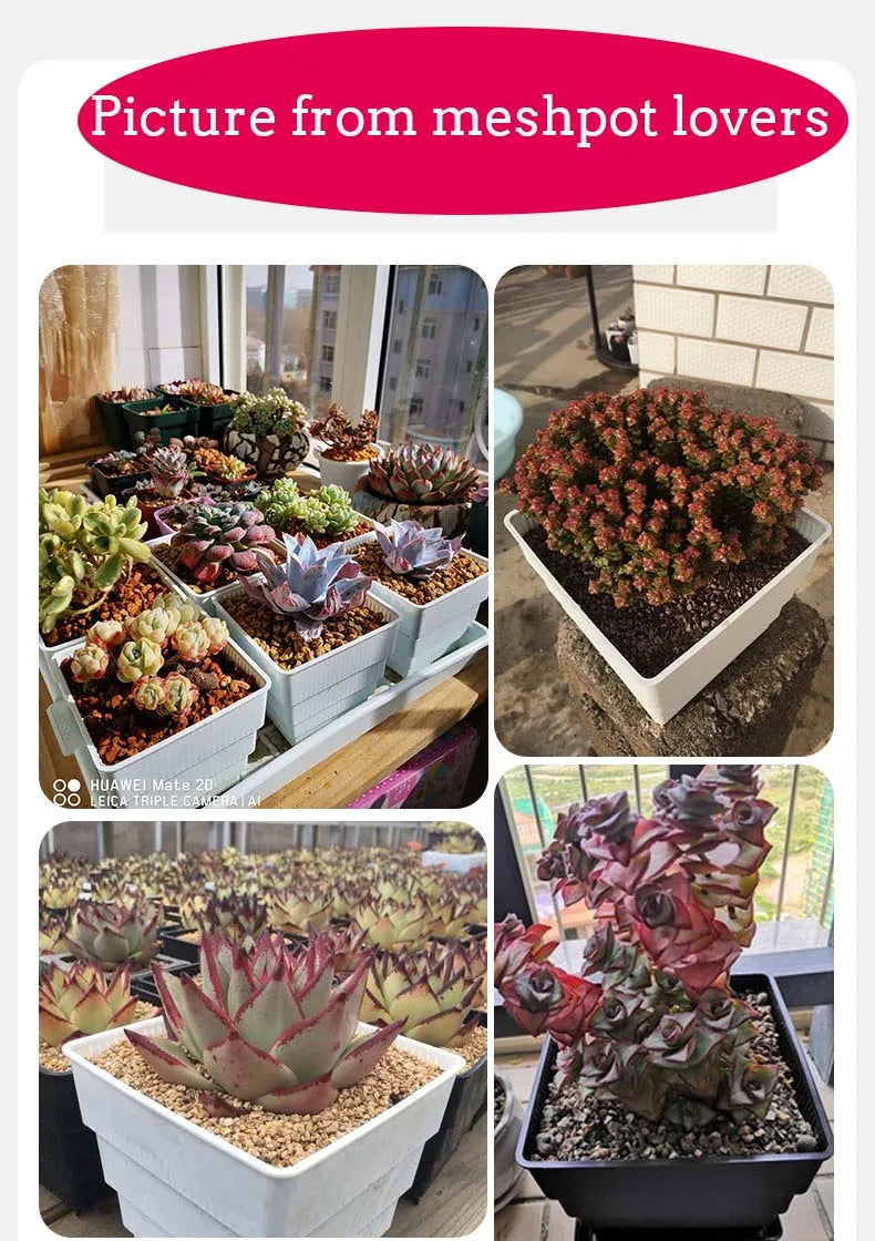 Pots succulentes blancs moderne rainures verticales drainage aération 10cm 12cm 15cm