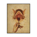 Une illustration anatomique détaillée représentant un organe féminin en pointillés.