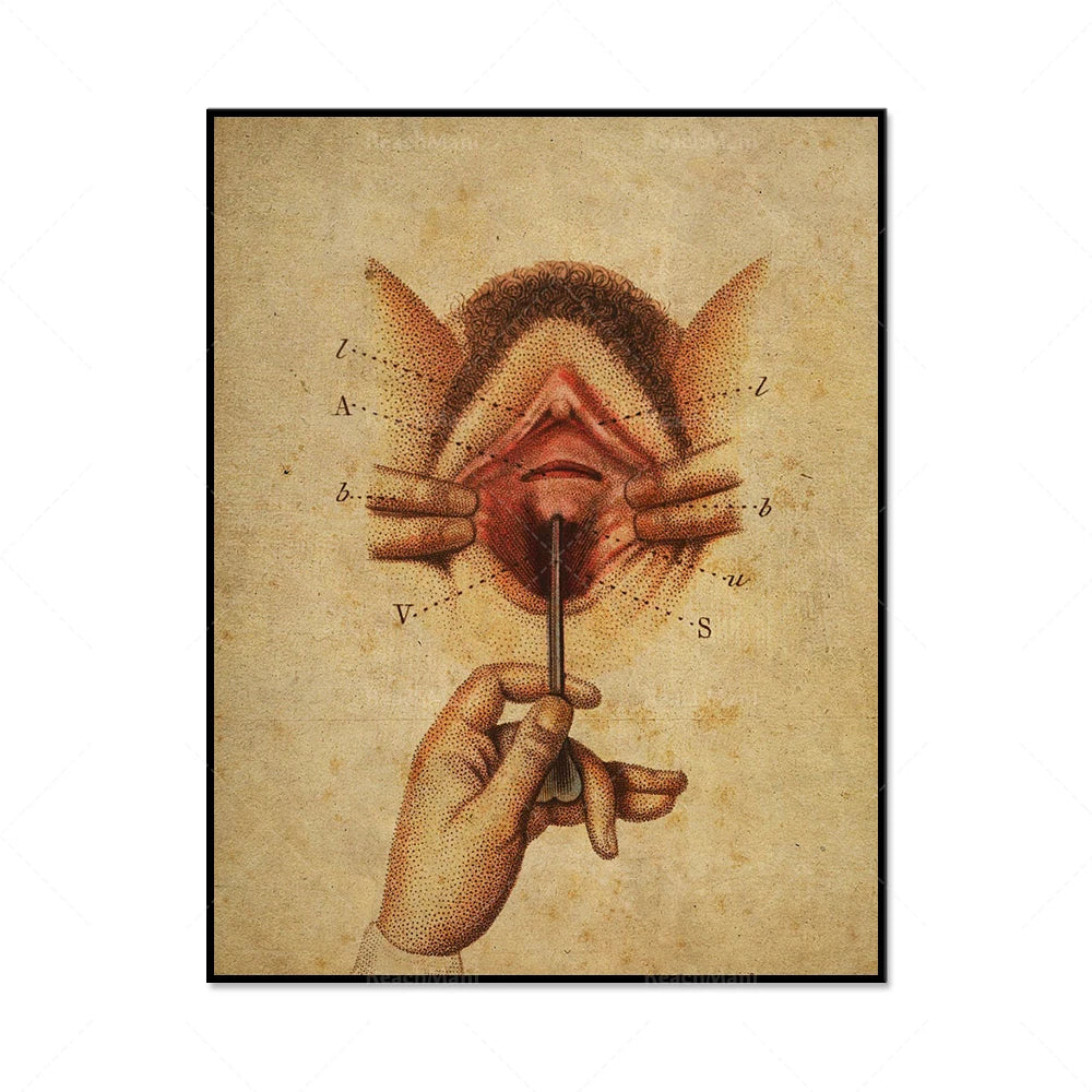 Une illustration anatomique détaillée représentant un organe féminin en pointillés.