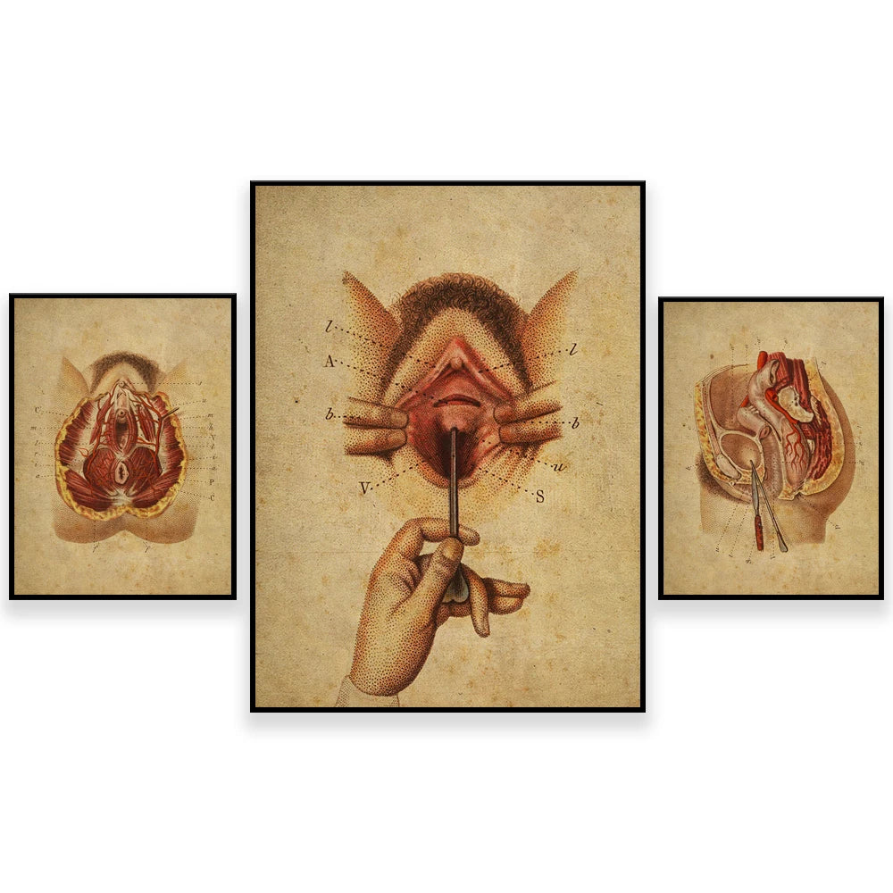 L'image montre des illustrations anatomiques détaillées des organes reproducteurs féminins, avec un accent mis sur les différents aspects de leur structure et de leur fonctionnement.