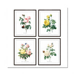 Quatres belles illustrations de roses d'époques vintage, chacune dans son propre cadre noir.