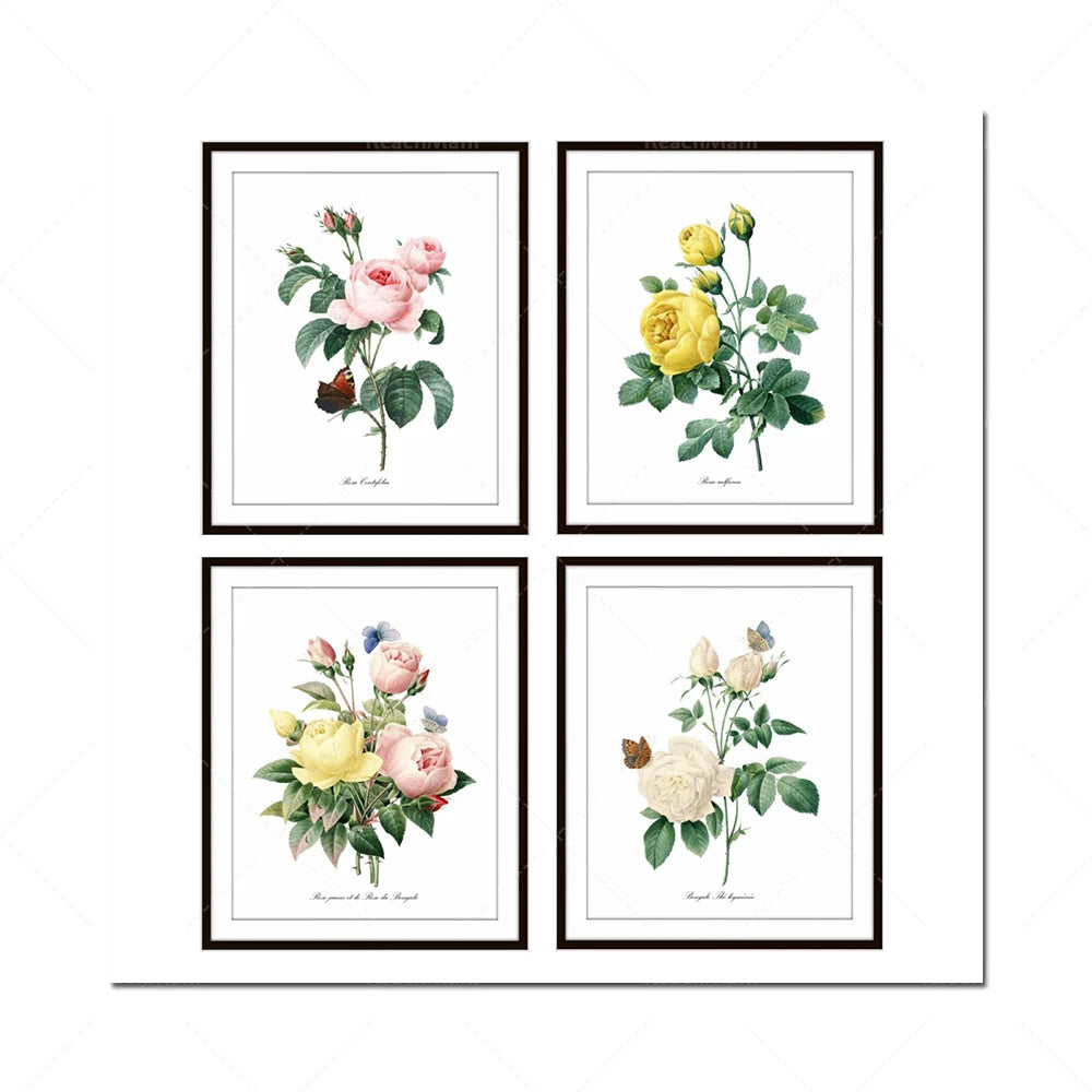 Quatres belles illustrations de roses d'époques vintage, chacune dans son propre cadre noir.