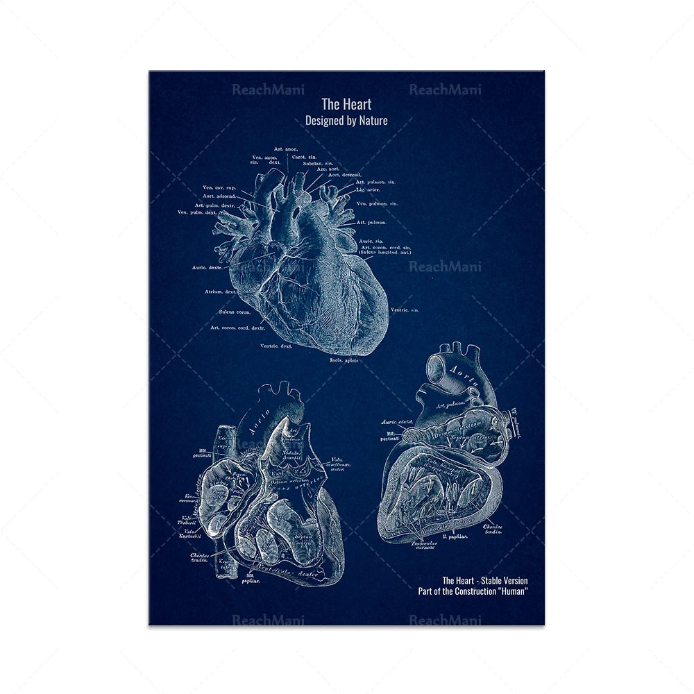 L'image montre un schéma anatomique détaillé du cœur humain, décrivant ses structures principales, conçu par la nature.