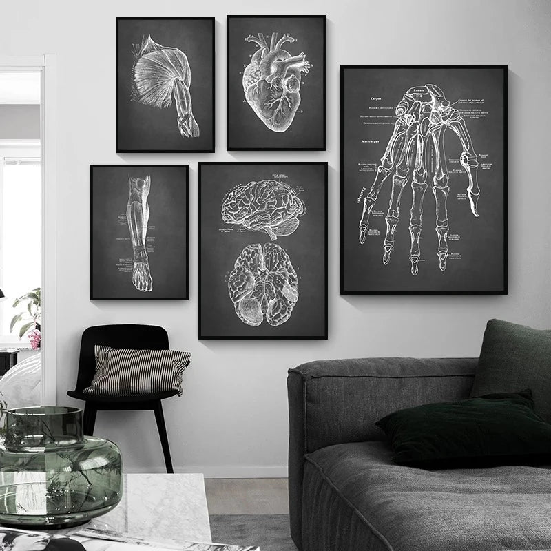 Détail squelette et organes impression sur toile