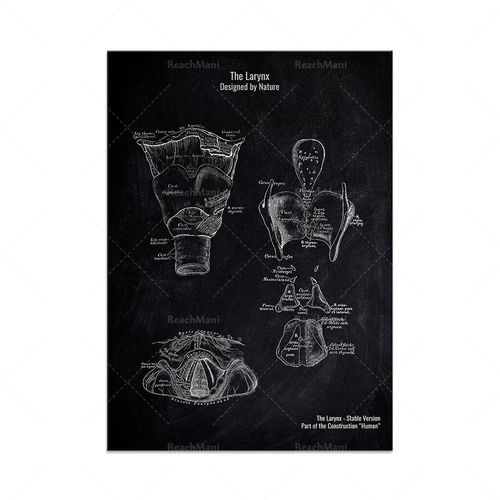 Schéma anatomique détaillé du larynx, conçu par la nature.
