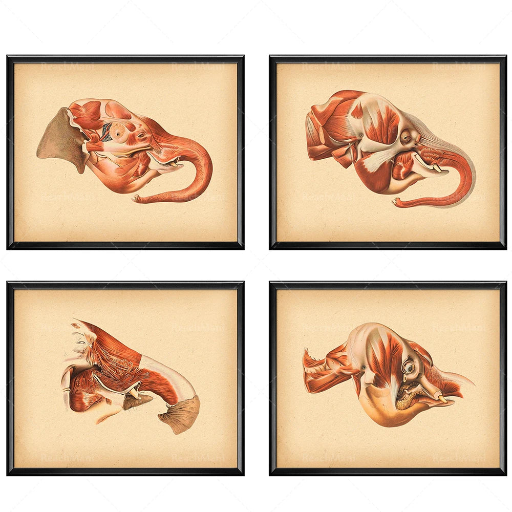 Ensemble de quatre illustrations anatomiques détaillées de poissons, montrant différents aspects de leur structure musculaire et osseuse.