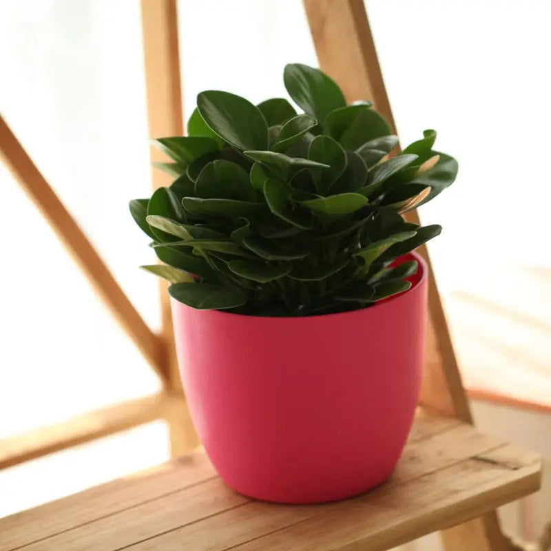 Pot auto-arrosant rouge pour plantes d'intérieur sur table