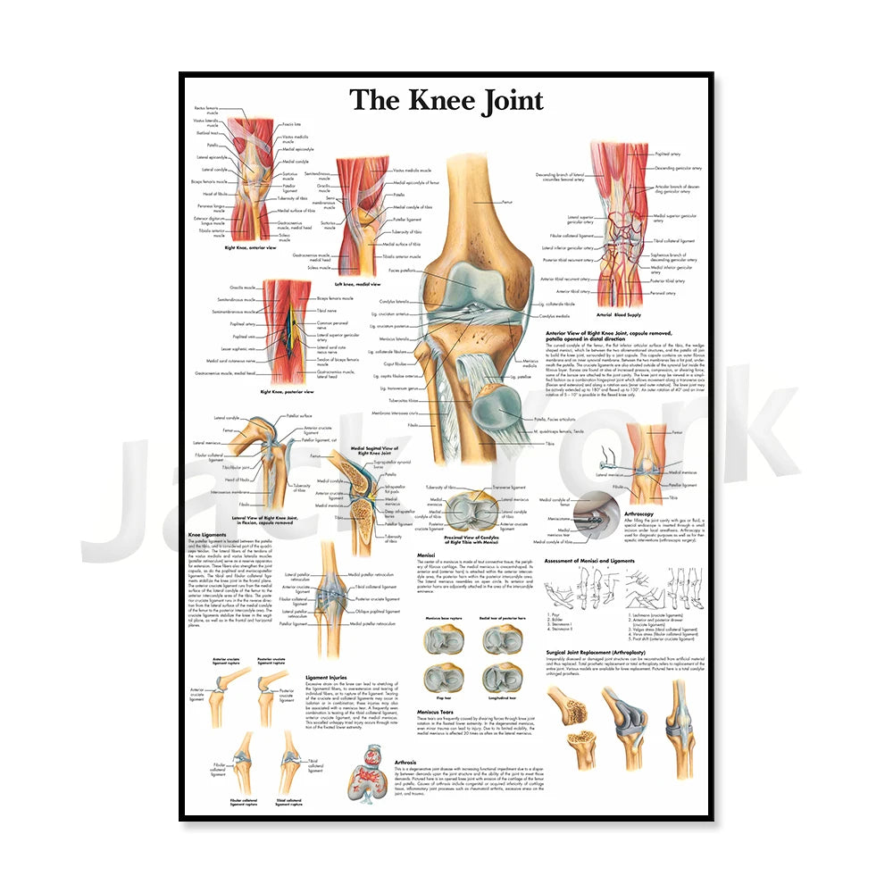 Un schéma détaillé de l'anatomie du genou, montrant les différentes structures osseuses, ligamentaires et musculaires qui composent cette articulation complexe du corps humain.